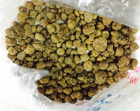 延胡索(元胡) CORYDALIS RHIZOMA