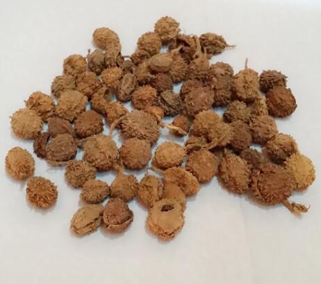 砂仁(陽(yáng)春砂) AMOMI FRUCTUS